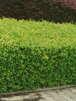 Porzeczka alpejska (P9)