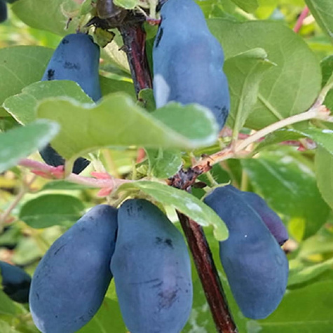 Jagoda kamczacka Morena