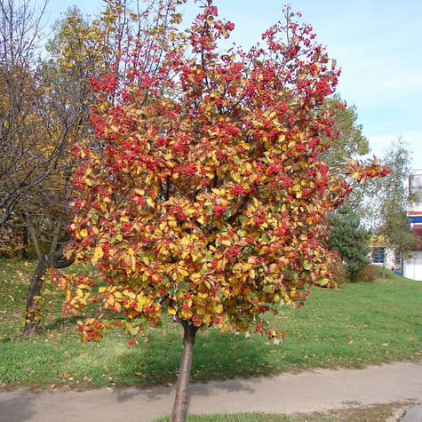 Jarząb szwedzki Jadalny Owoce Plant Pack