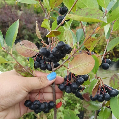 Aronia czarnoowocowa Amit w doniczce