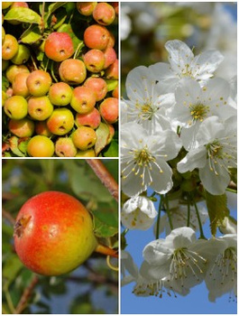 Zestaw Dzikie Sady Plant Pack