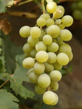 Winorośl winogrona Aurora