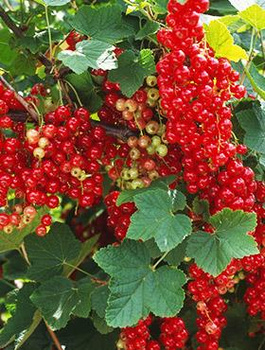 Porzeczka czerwona w doniczce