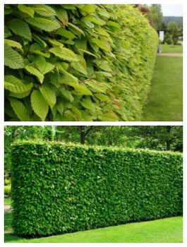 Żywopłot Klasyczna Osłona Grab Zestaw 10 Metrowy Plant Pack