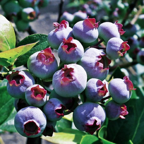 Borówka amerykańska BLUEGOLD