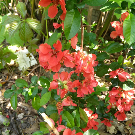 Pigwowiec japoński Plant Pack