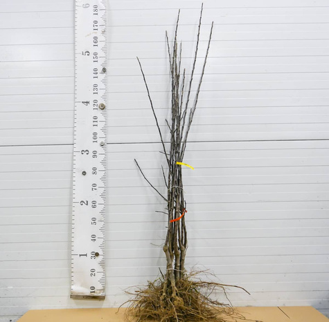 Jabłoń Freeredstar parchoodporna START PACK