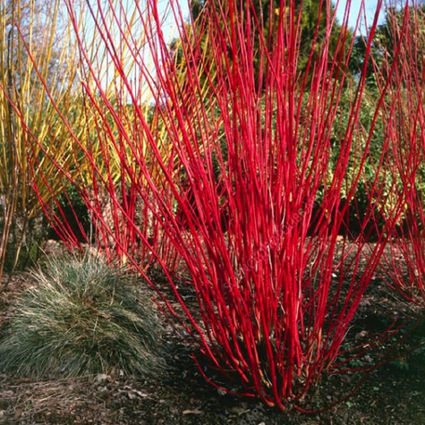 Dereń świdwa Plant Pack