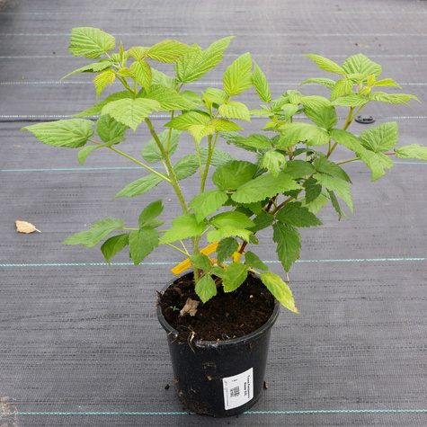 Malina Glen jesienna w doniczce