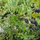 Aronia czarnoowocowa Galicjanka w doniczce