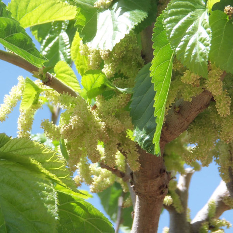 Morwa biała Plant Pack