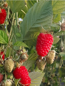 Malina Husaria w doniczce