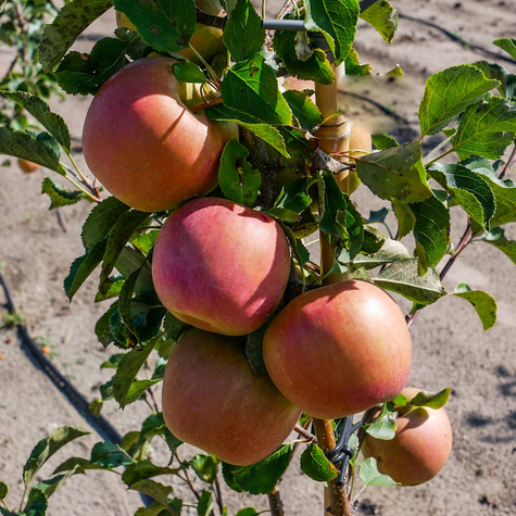 Jabłoń Rubinola Parchoodporna START PACK