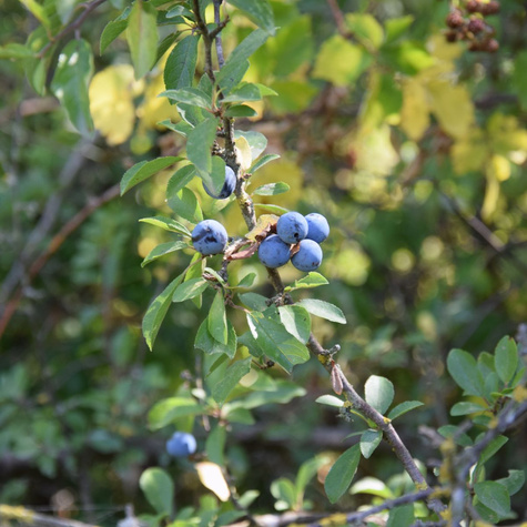 Śliwa tarnina na żywopłot Plant Pack