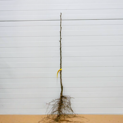 Grusza azjatycka Early Shu START PACK