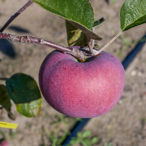 Jabłoń Red Cortland START PACK