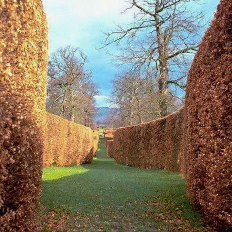 Buk Zwyczajny Pospolity PREMIUM SADZONKI Plant Pack