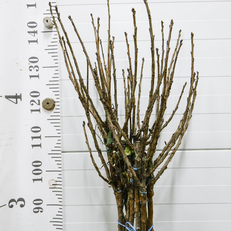 Porzeczka czerwona Jonkheer van Tets na pniu balot