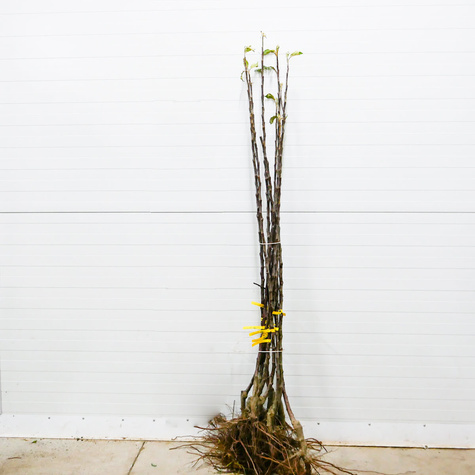 Jabłoń Bohemia Start Pack