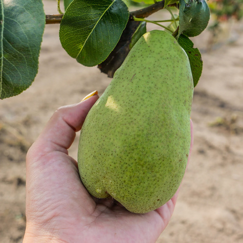 Grusza Xenia słodka zimowa odmiana