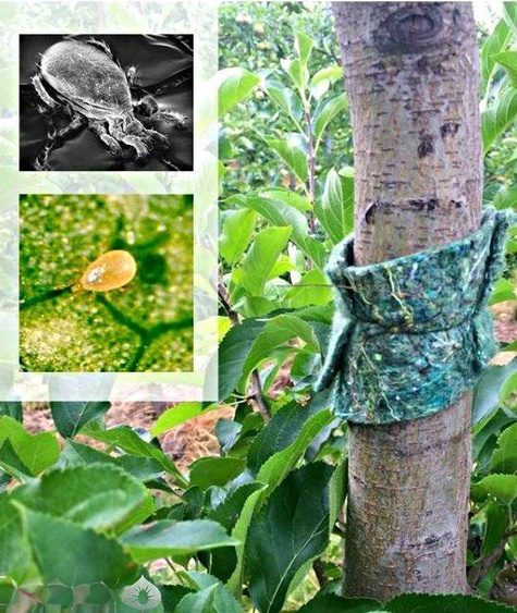 Dobroczynek gruszowy 3 opaski