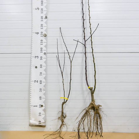 Duo Śliwa Węgierka Zwykła + Morela Goldrich START PACK