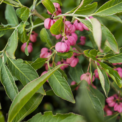 Trzmielina miododajna Plant Pack