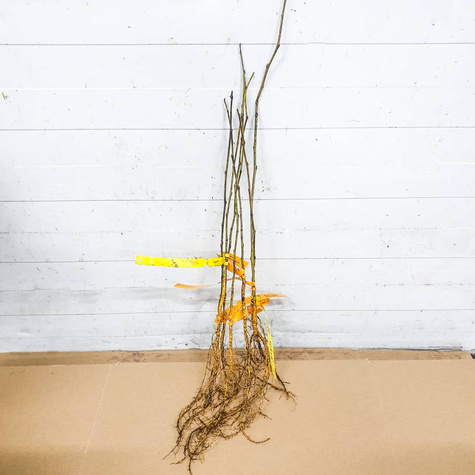 Morwa czarna Plant Pack