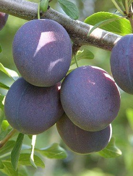 Śliwa Valor START PACK