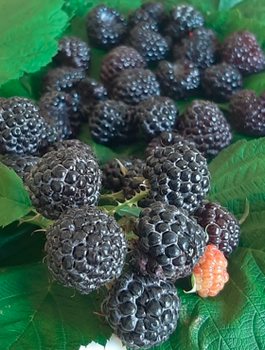 Malina czarna Black Jewel letnia w doniczce