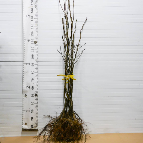 Grusza Xenia słodka zimowa odmiana