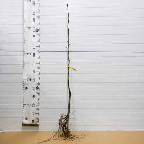 Grusza Król Sobieski