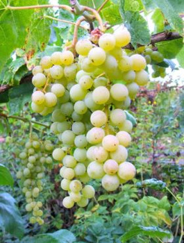 Winorośl winogrona Interlaken bezpestkowa