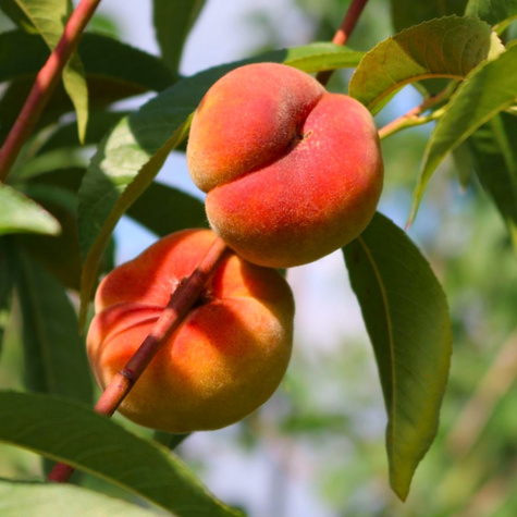 Brzoskwinia Sendwich Gelb START PACK