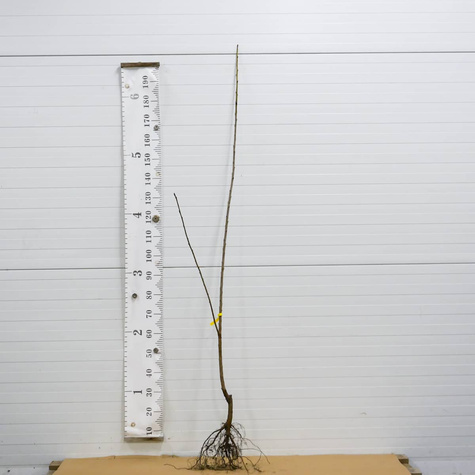 Czereśnia Early Korvik odporna na choroby START PACK