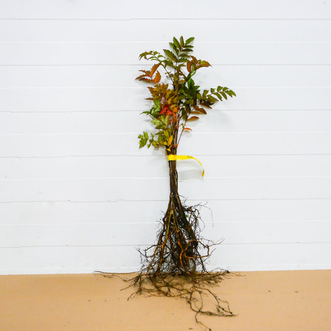 Jarzębina Plant Pack