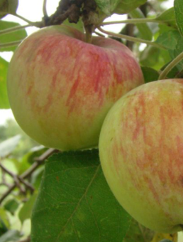 Jabłoń Jester START PACK