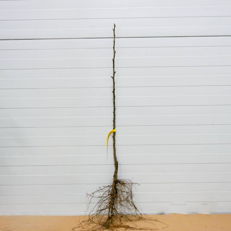 Grusza kolumnowa Saphira START PACK