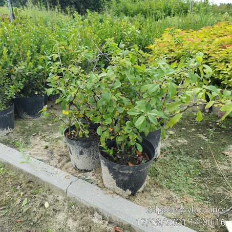 Pigwowiec pośredni Cameo (C2)