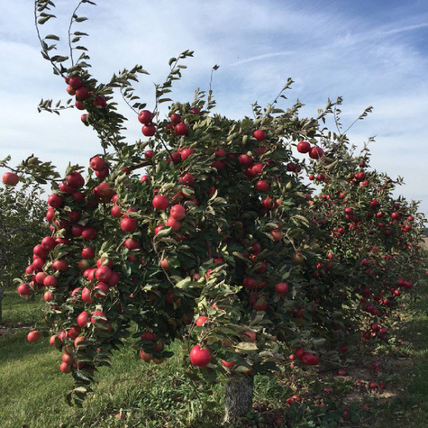 Jabłoń Typu Idarest w doniczce