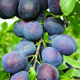 Śliwa Teemano Plant Pack
