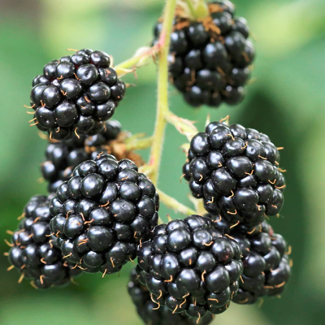 Jeżyna bezkolcowa START PACK