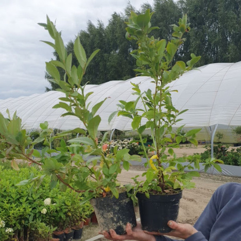 Borówka amerykańska Hardy Blue średniowczesna (C5)