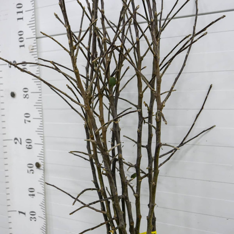 Jabłoń Typu Ariwa Parchoodporna START PACK