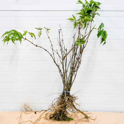 Bez Koralowy Plant Pack