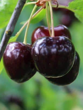 Czereśnia Bardzo Duże Owoce Sadzonka