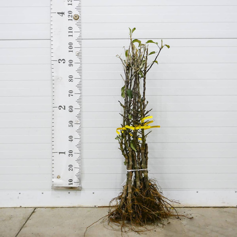 Jabłoń kolumnowa LaLambada w typie Golden Delicious START PACK