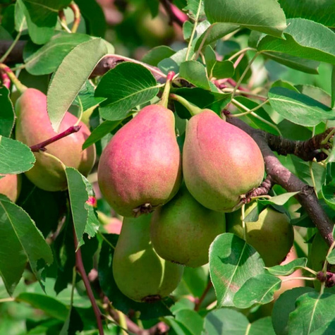 Grusza Amfora