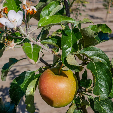 Jabłoń Evvellina do upraw ekologicznych START PACK