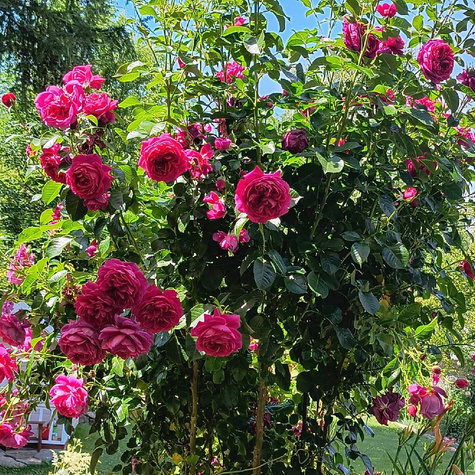 Róża parkowa Soul ciemno różowa balot